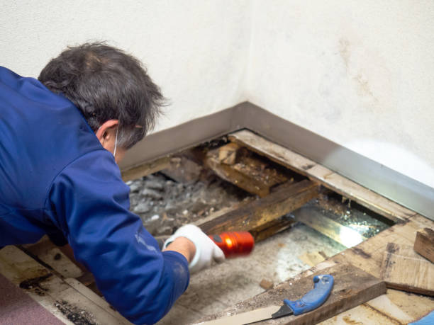 Best Localized Mold Remediation (e.g., coastal areas, humid climates) in South Kensington, MD